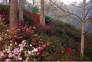 《崩坏：星穹铁道》 1.5版本PV 11月15日上线